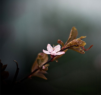 找平台验证码轰炸