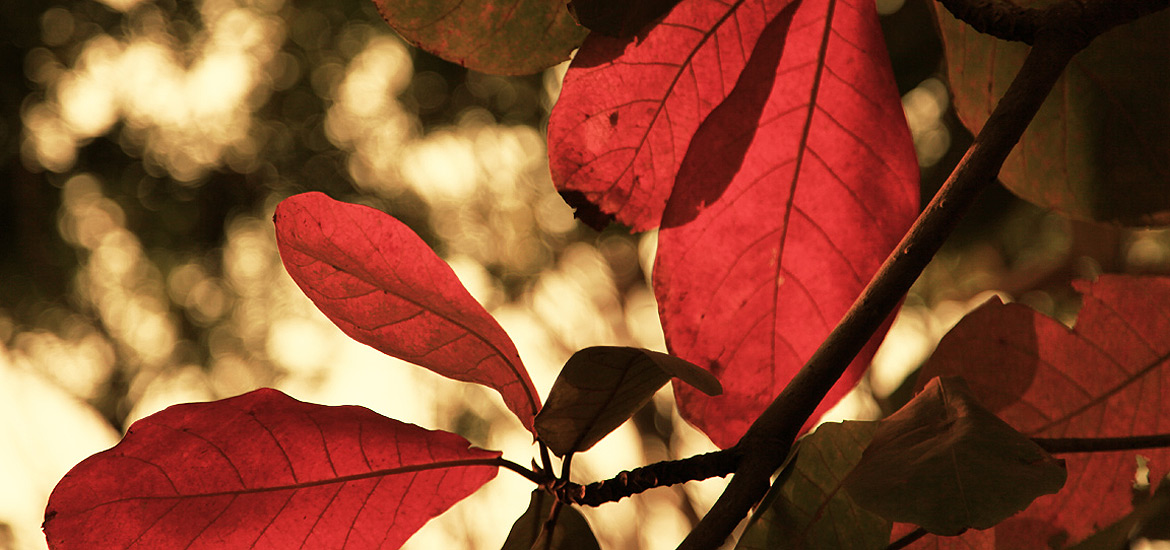 安全可靠好用的在线电话轰炸云呼死你